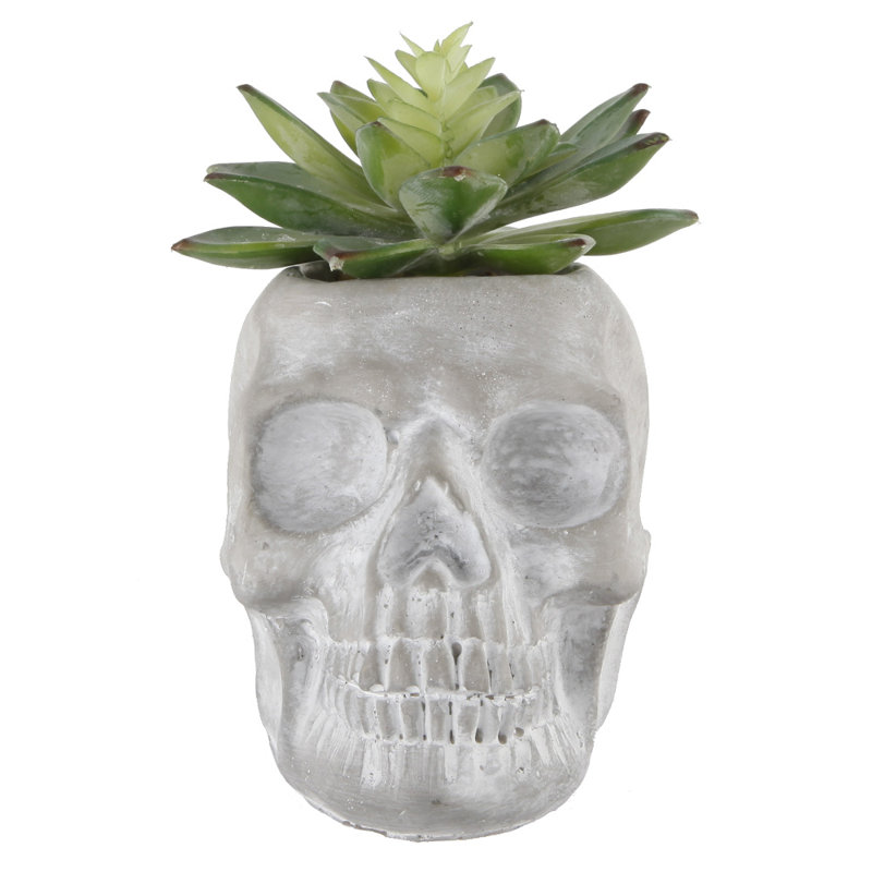 Plante molle en pot