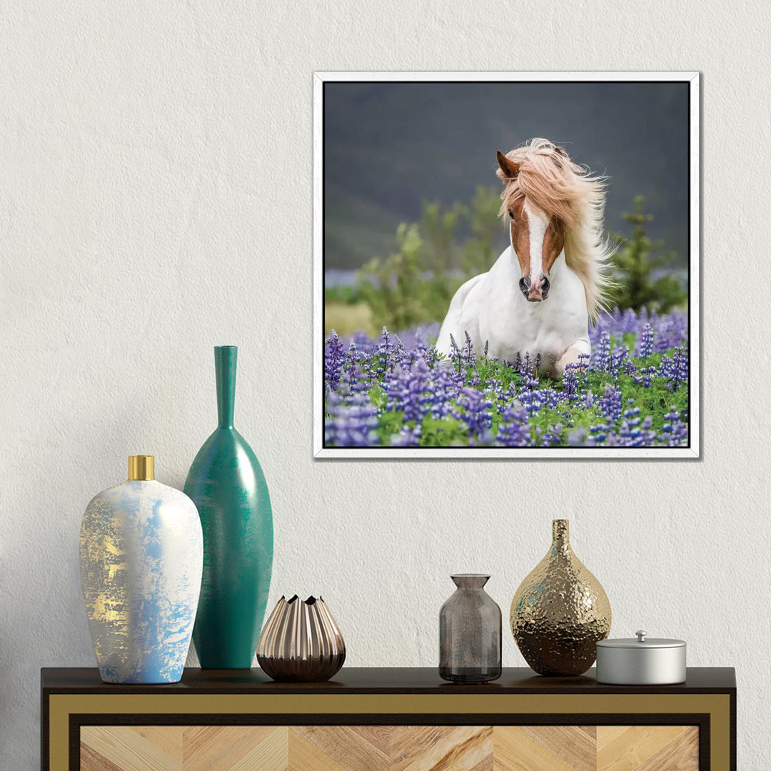 Leinwandbild Trotting Icelandic Horse II, Lupine Fields, Iceland