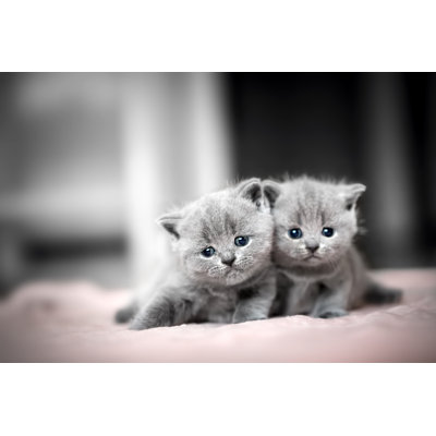 Deux chatons mignons se blottissent. «British Shorthair» par Niserin - photographie sur toile tendue