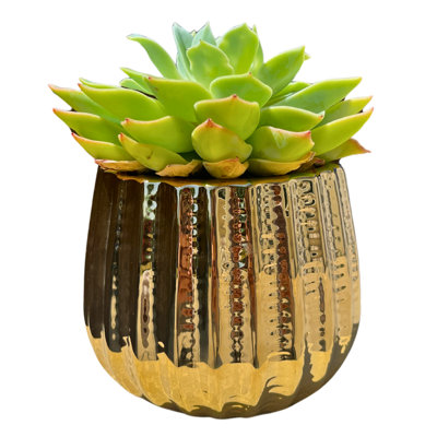 Pot en céramique de 4 po, plante décorative