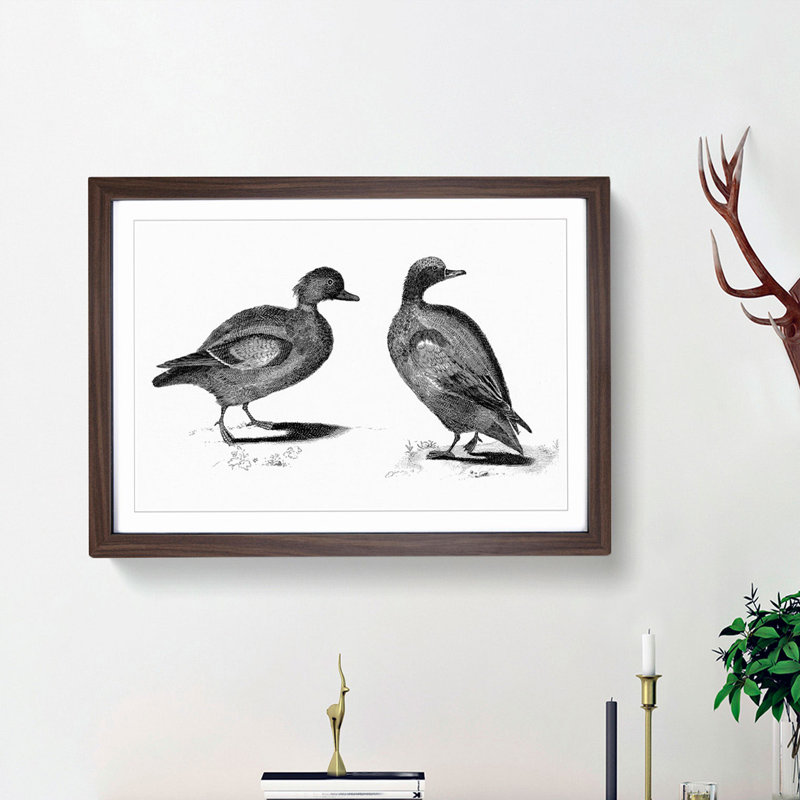 Two Ducks in Black & White by Johan Teyler - Framed Print, 27cm H x 36cm W x 2cm D, Walnut Framed