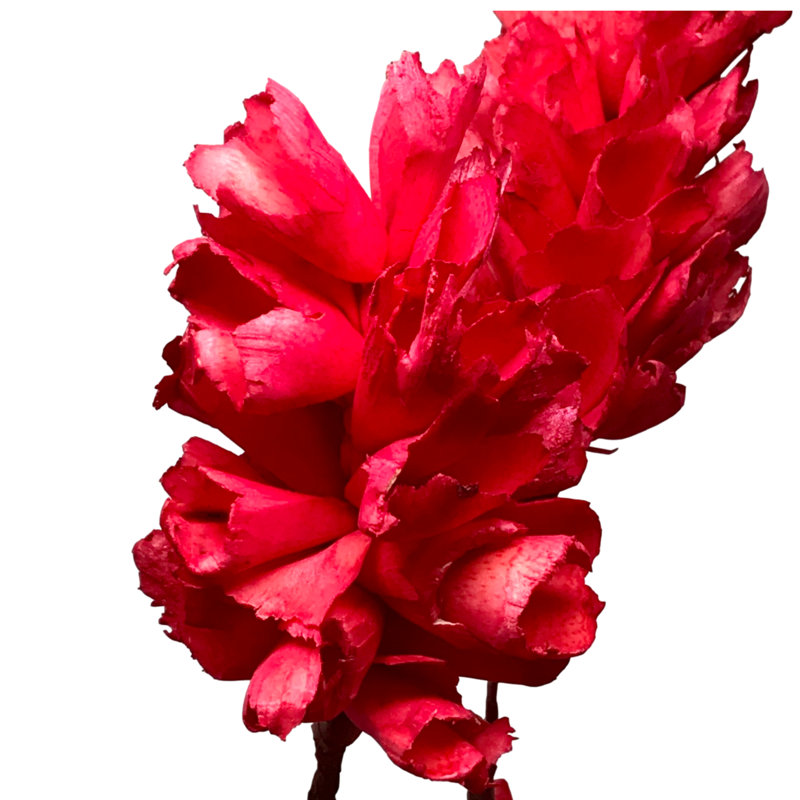 Tige de campanule Fanning