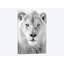 « roi », photographie sur toile-32895705-72221727-72221728