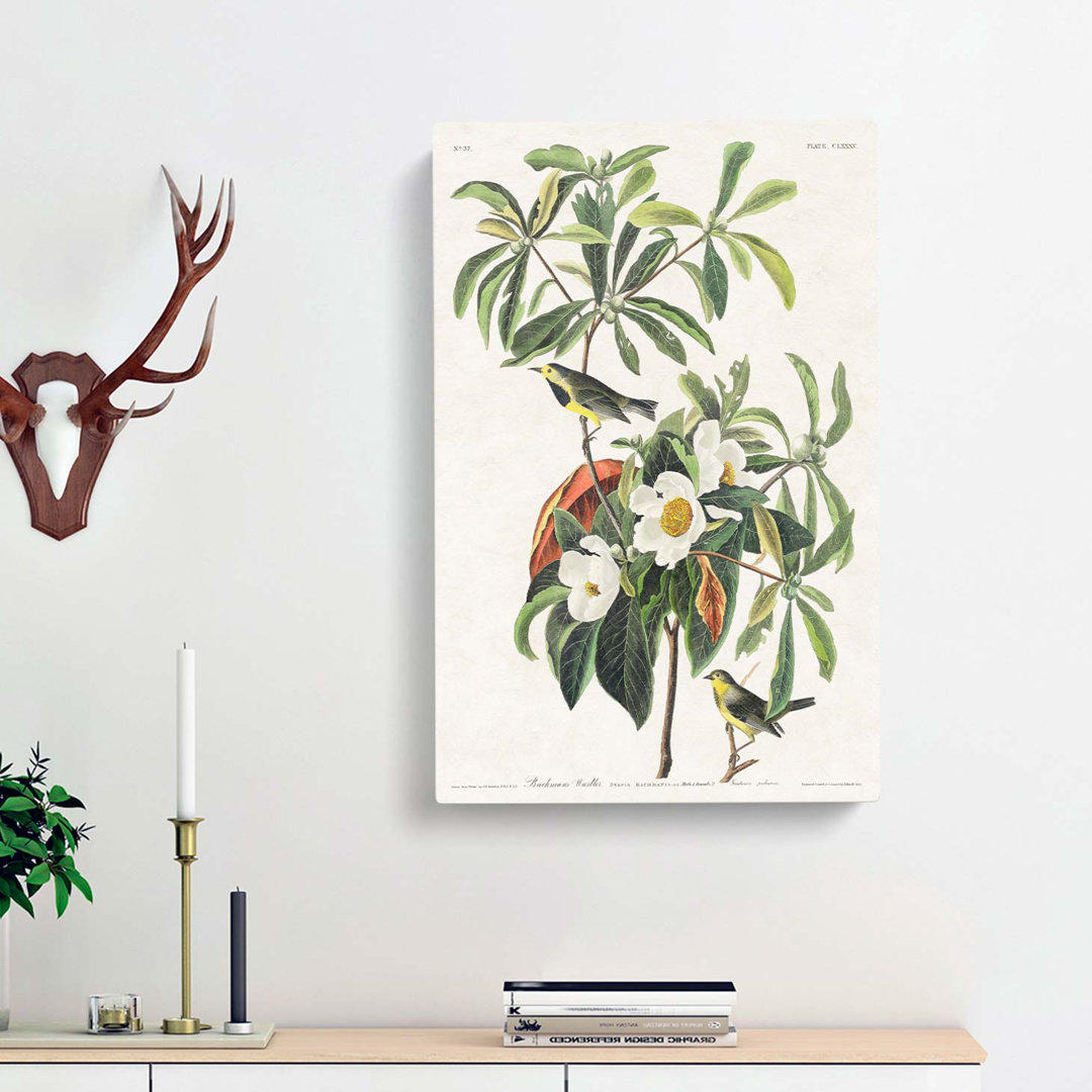 Bachmans Warbler Birds by John James Audubon - Wrapped Canvas