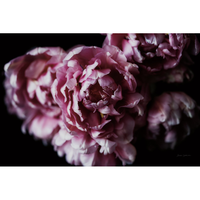 Pink Double Tulips by Elise Catterall - Wrapped Canvas Print, 20cm H x 30cm W
