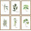 «Herb Family Hexaptych» par Rachel Byler - Ensemble de 6 reproductions encadrées sur papier-33390945