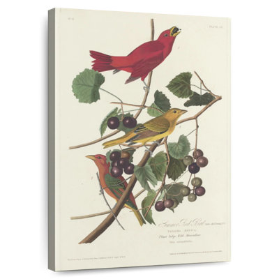 Oiseau rouge Brampt