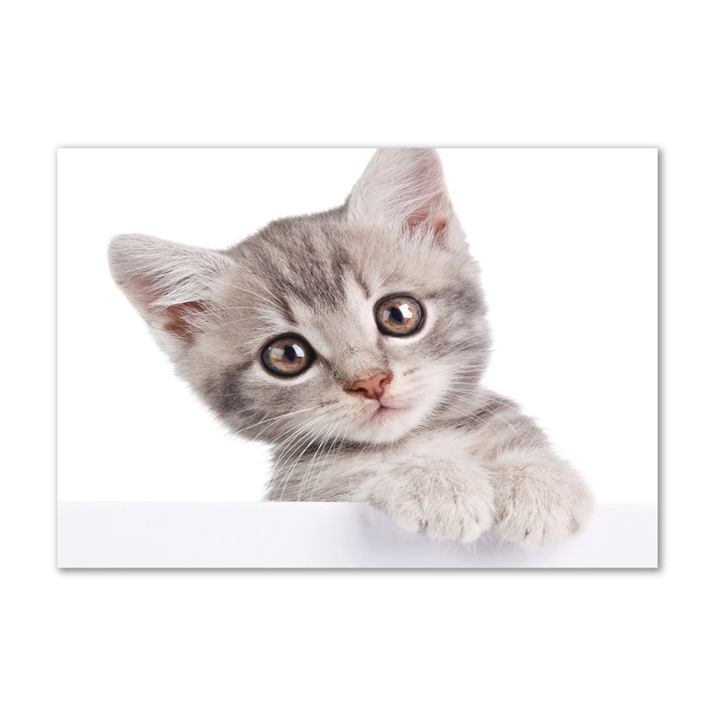 Grey Cat - Wrapped Canvas Print