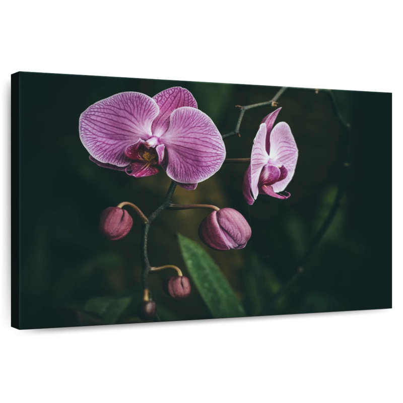 Harnek Blossoming Orchid Flowers, 30" H x 45" W