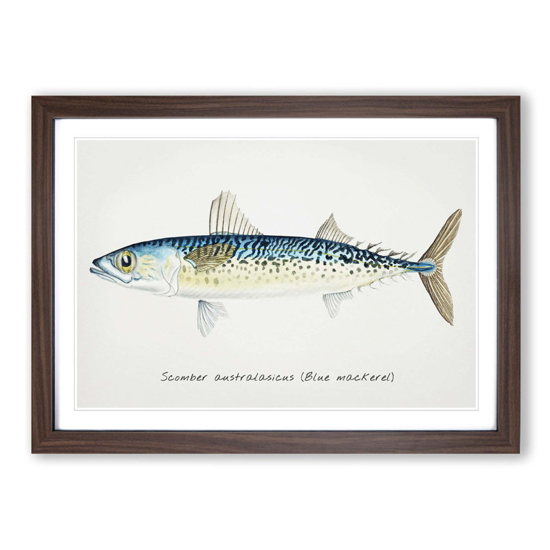 An Illustration Of A Blue Mackerel - Single Picture Frame Painting, 45cm H x 63cm W x 2cm D, Walnut Framed
