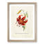 Illustration of a Tiger Lily Flower - Framed Print-55641439-55641442