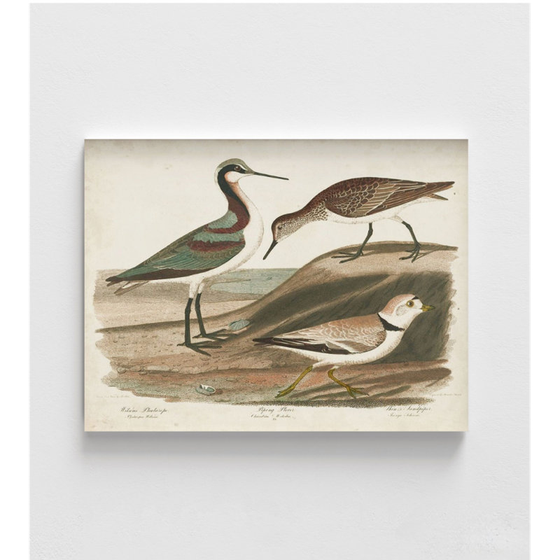 Alay Waterbird Trio III By Alexander Wilson, Framed Antique Bird Print, Waterbird Poster Print, Vintage Bird Wall Art, Framed Wall Art