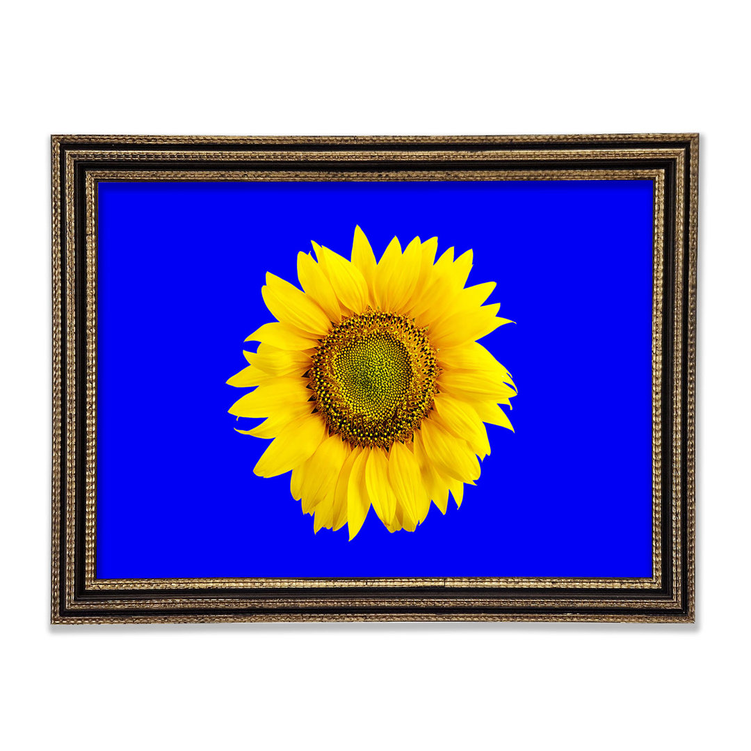 Sonnenblumenkopf auf Blau - Druck