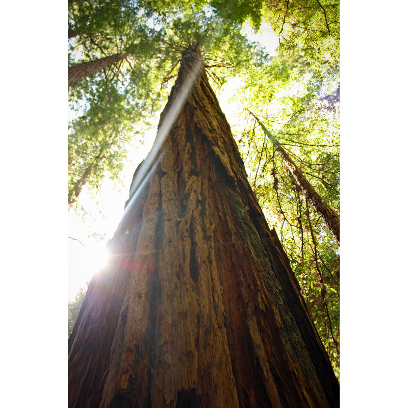 Sunlight Behind Redwood by Melissaperryphotography - Wrapped Canvas Print, 76cm H x 51cm W x 3.8cm D