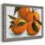 Agrumes groupés II-96287067-96287075