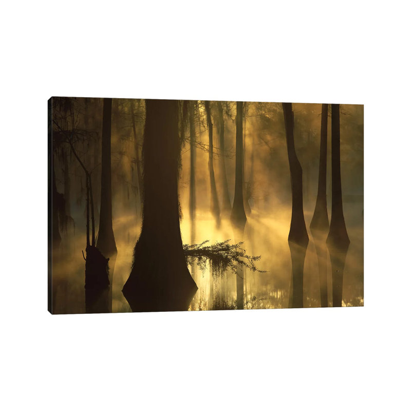 Bald Cypress Grove In Freshwater Swamp At Dawn, Lake Fausse Pointe, Louisiana I by Tim Fitzharris - Wrapped Canvas Print