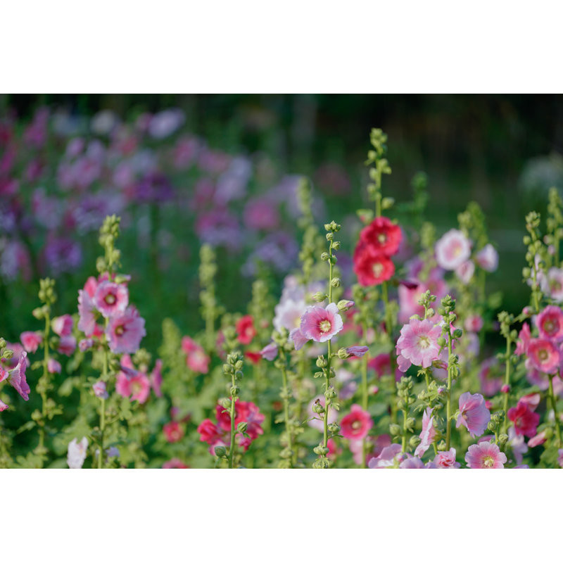 Beautiful Hollyhocks by Sorajack - Wrapped Canvas Print, 30cm H x 46cm W