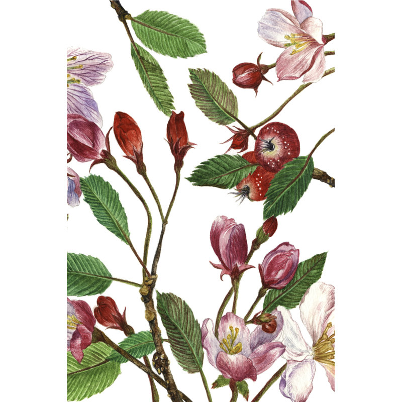 Malus Melliana II by Melissa Wang - Graphic Art, 91 cm H x 61 cm W, Wrapped Canvas
