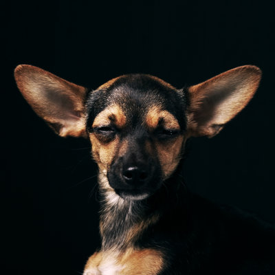 " Miniature Pinscher " by Anmfoto