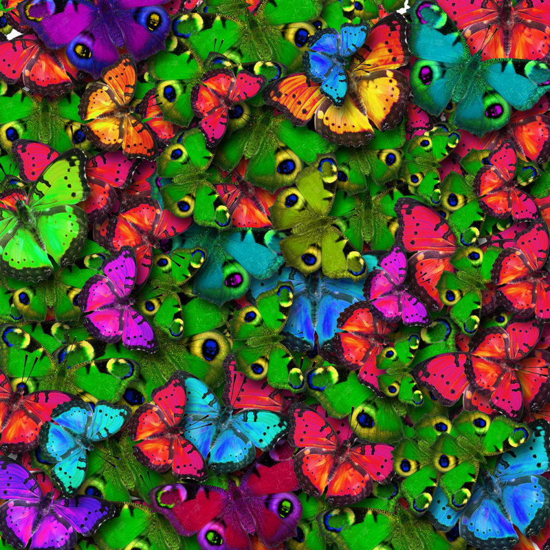 Feyre Butterfly Color - photographie sur toile tendue, H 36 po x l 36 po