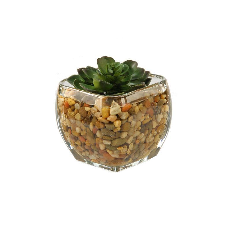 Cube en verre echeveria, Petit