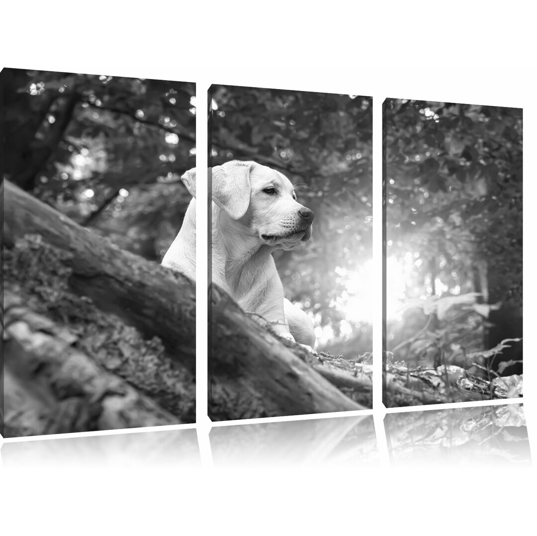 3-tlg. Leinwandbilder-Set „Labrador Welpe im Wald“, Fotodruck