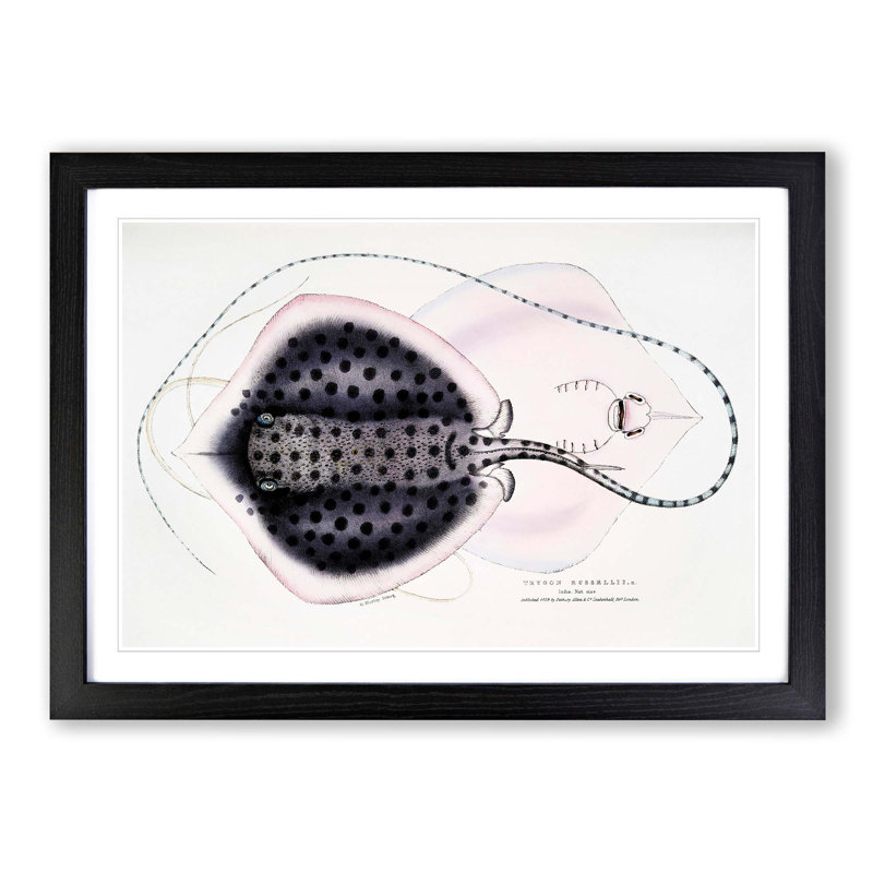 Stingray Illustration by John Edward Gray - Picture Frame Graphic Art Print, 27cm H x 36cm W x 2cm D, Black Framed
