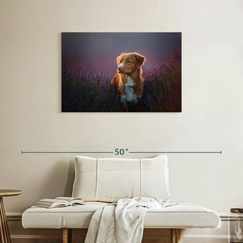 Golden retriever dans un champ de lavande, H 24 po x l 36 po