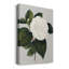 Camellia Japonica II - impression sur toile tendue-127327637