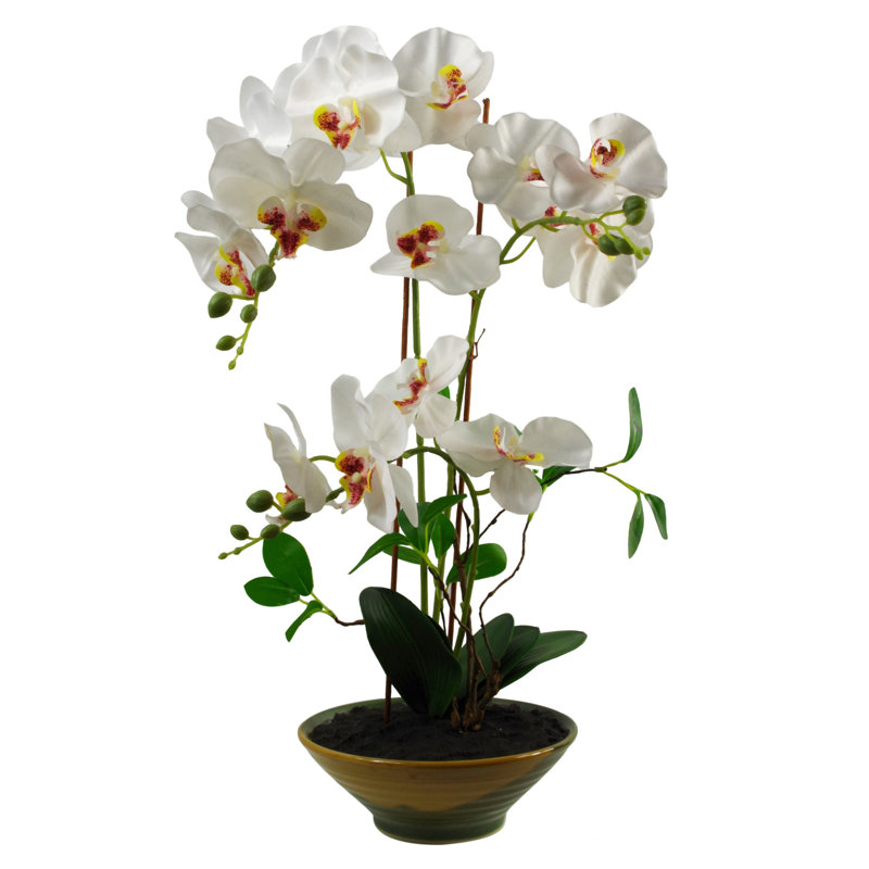 Angelean 65cm Plant