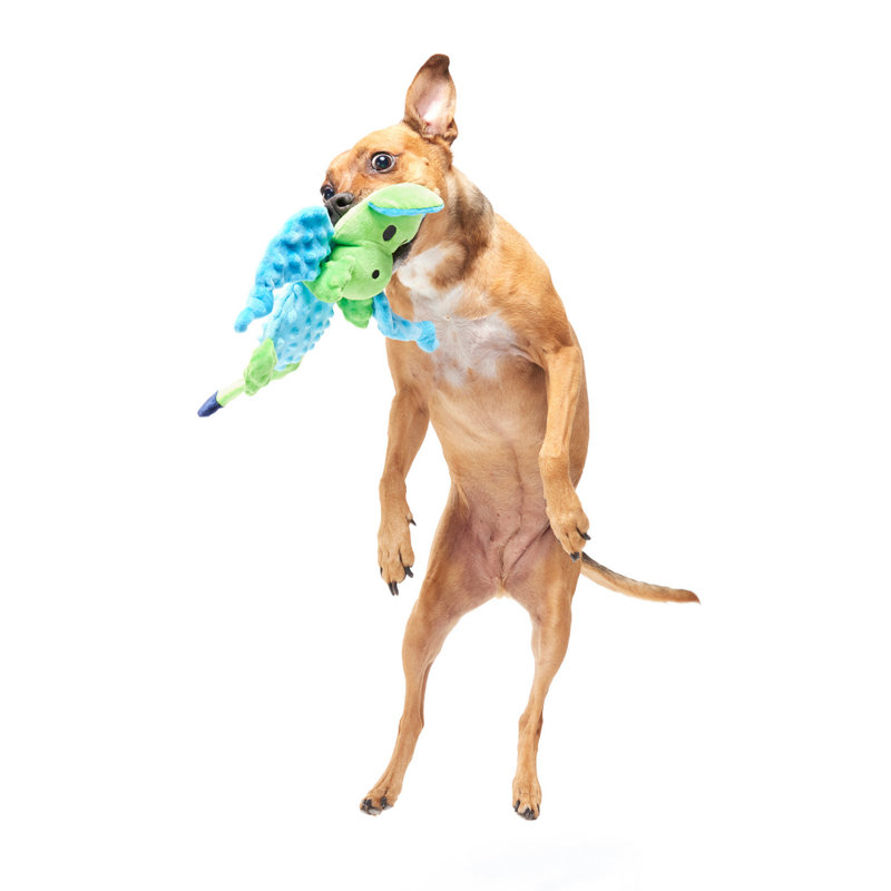 Best Of Bark Box Accessories