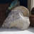 Fossil Ammonite in Matrix - Morocco