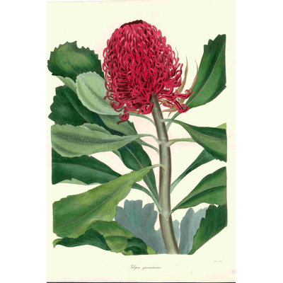 Illustration scientifique fleur rouge