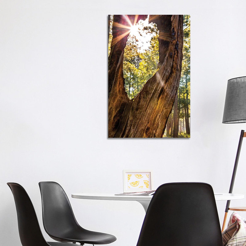 Sunburst Peeking Through Old Tree In Forest by Susan Schmitz - Wrapped Canvas Gallery-Wrapped Canvas Giclée