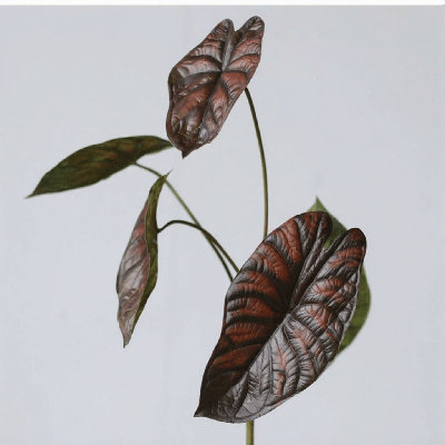Moody Alocasia Leaf Stem â€“ 28.3"