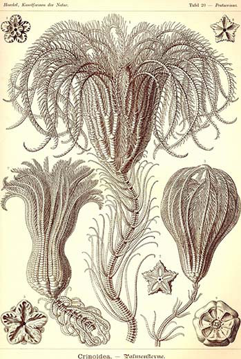 « crinoids » par ernst haeky-impression d’art graphique, H 66 po x l 44 po x P 1,5 po