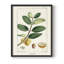«Turpin Tropical Botanicals», reproduction encadrée en bois massif-1111365306-1111365309