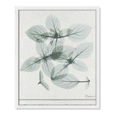 Jeanette "Basil Ocimum Basilicum" Painting