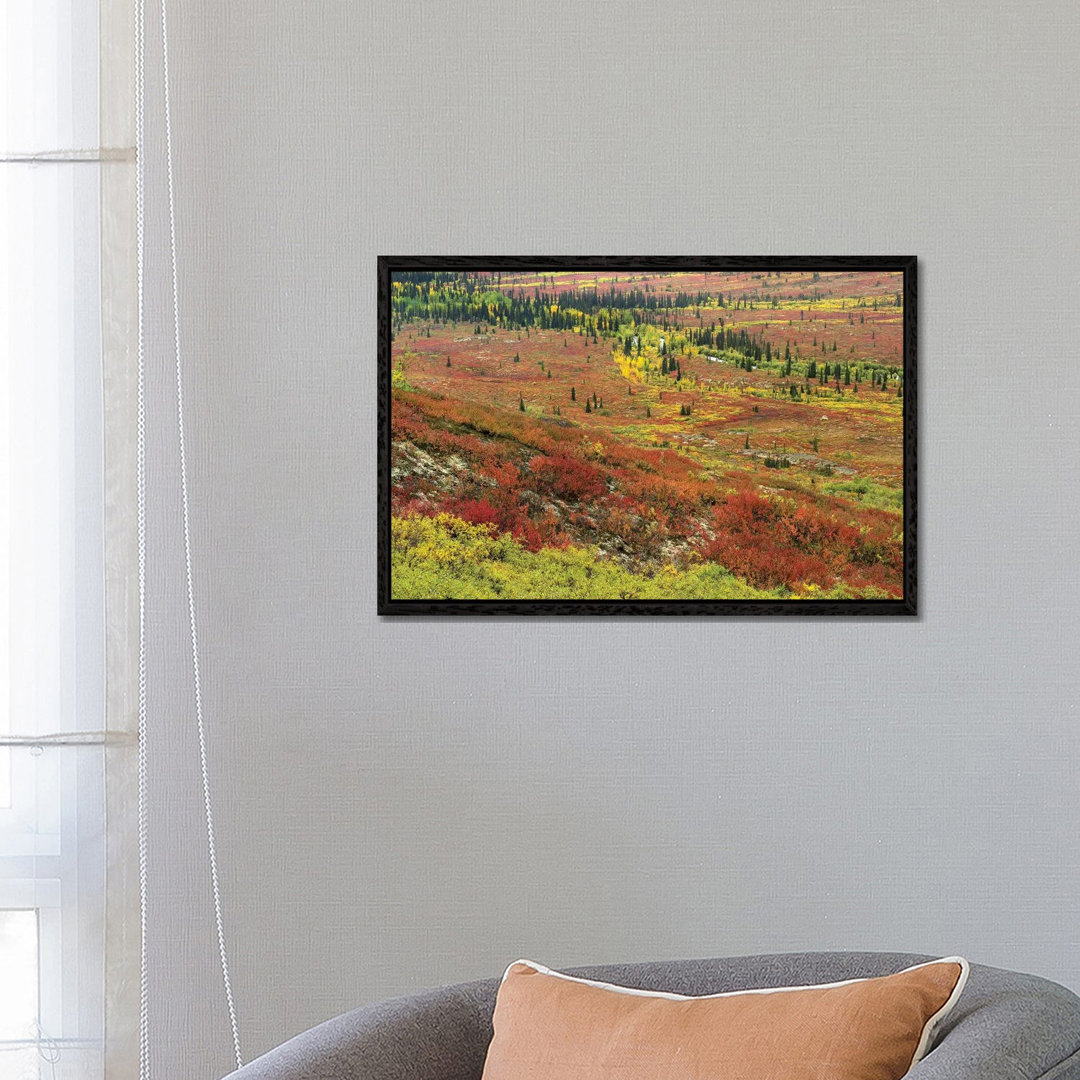 Autumn Tundra With Boreal Forest, Tombstone Territorial Park, Yukon Territory, Canada von Tim Fitzharris - Gallery-Wrapp...