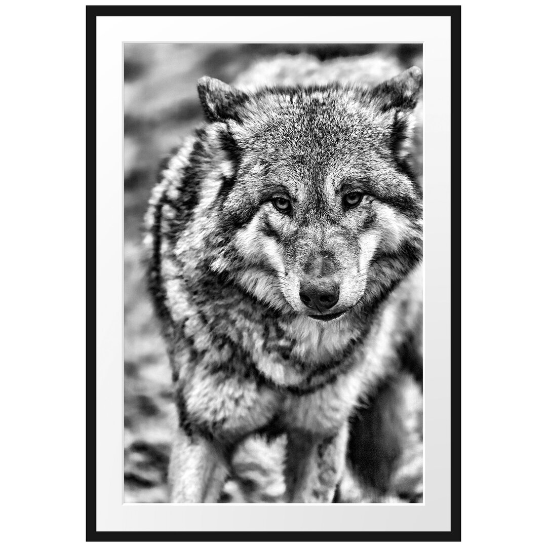 Gerahmtes Poster Scheuer Wolf