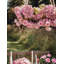 Virelia RealTouch Garden Chandelier-1724131556