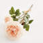 ENGLISH ROSE-1126489248