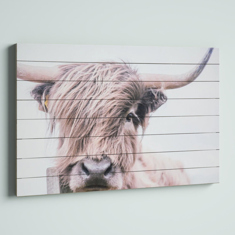Highland Cow Photographic Print on Fir Wood Wall Art