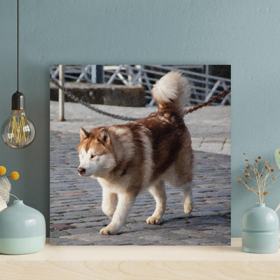 " Brown And White Siberian Husky Puppy On Brown Wooden Dock During Daytime " Painting Print