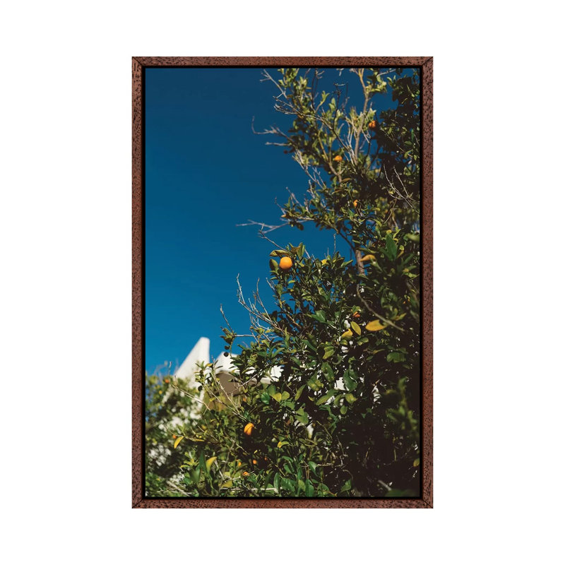 California Orange Tree by Bethany Young - Print on Canvas, 66.04cm H x 45.72cm W x 3.81cm D, Classic Brown Wood Framed