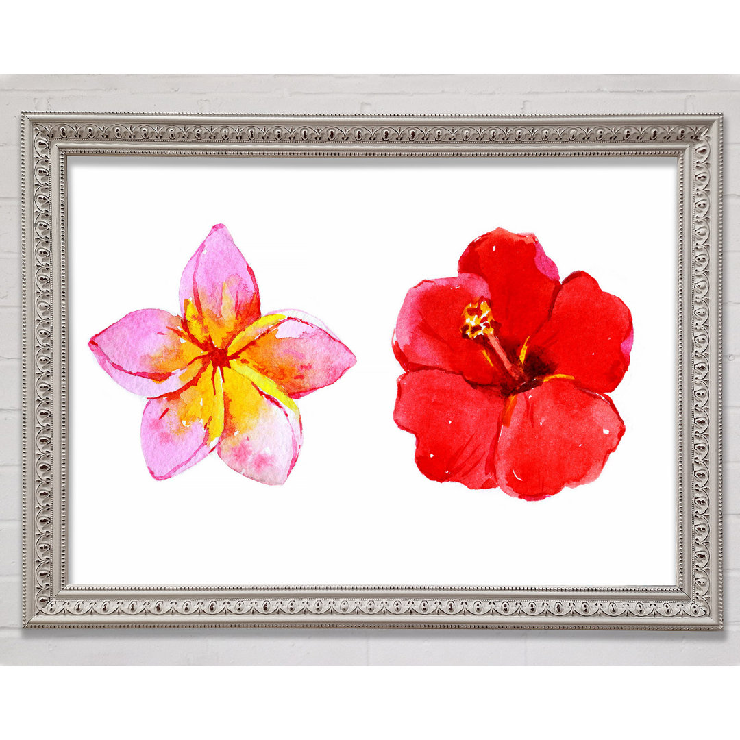 Amaryllis Beauty Gerahmter Druck