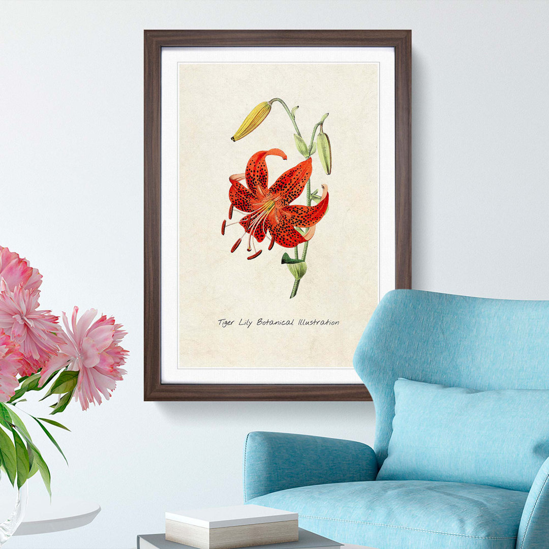 Illustration of a Tiger Lily Flower - Framed Print