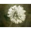 " Water Drops On Dandelion Flower II " by Scott Norris-762690847
