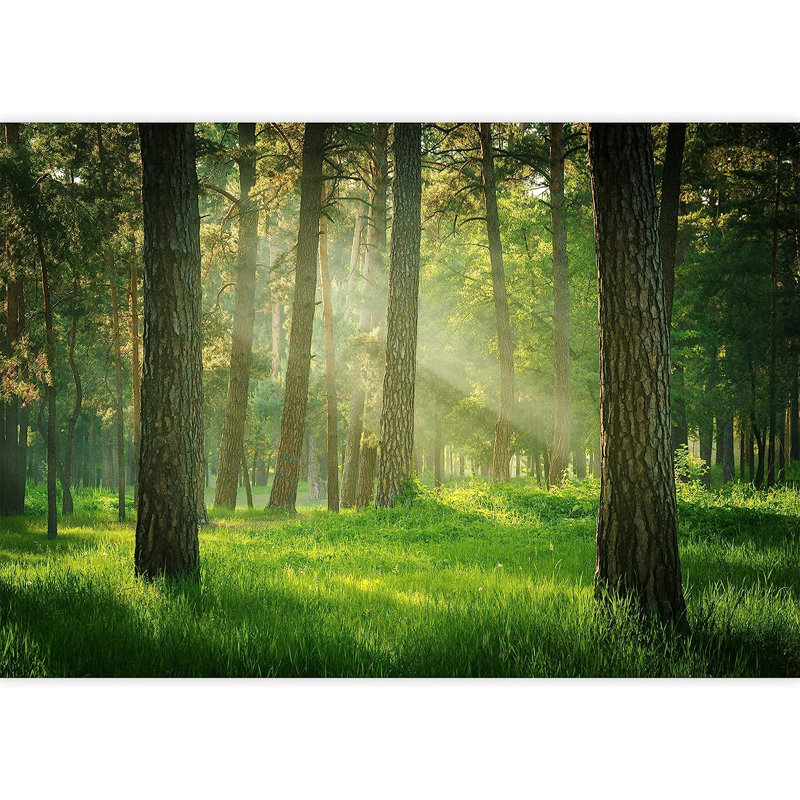 Forest Nature Landscape Peel & Stick Clear Border, 100" L x 144" W