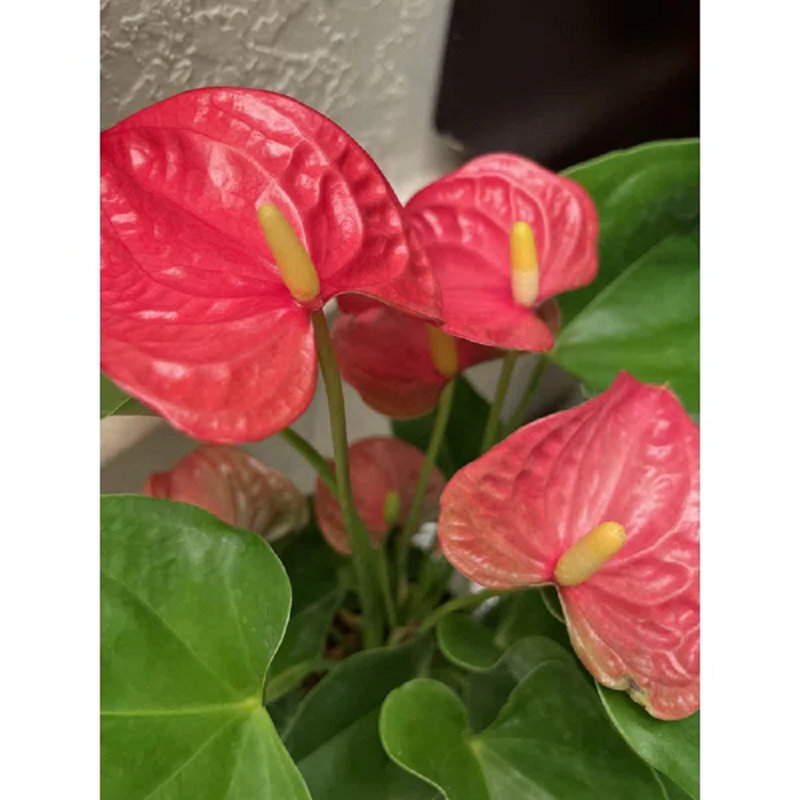 Primrue Burt Live Anthurium Plant in Metal Pot